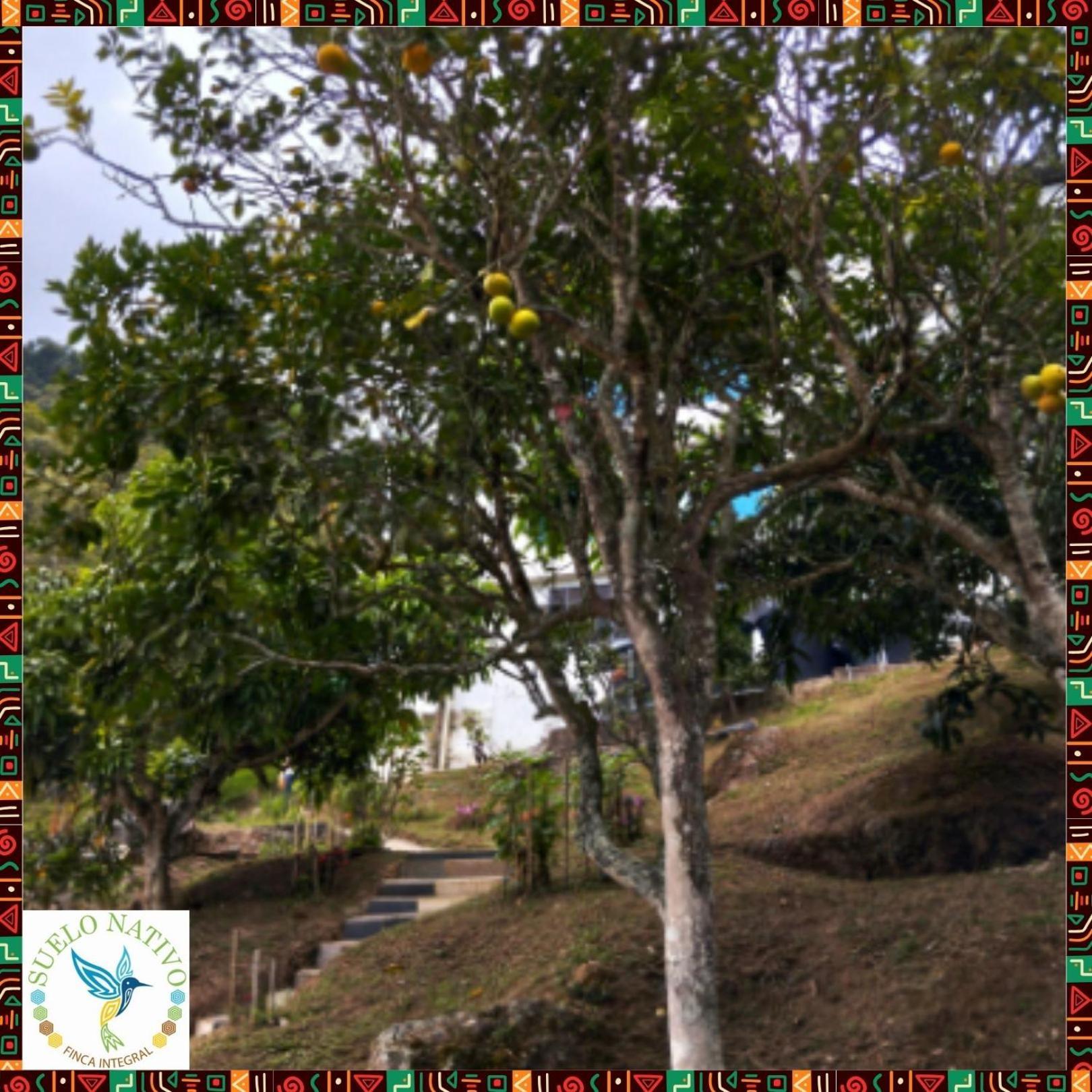 Hotel Finca Integral Suelo Natiivo "Integramos El Campo Con Tu Bienestar" Гуадуас Экстерьер фото